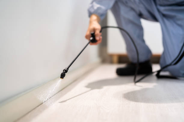 Licensed Rodent Control service in China Lake Acres, CA - Nex Pest Control